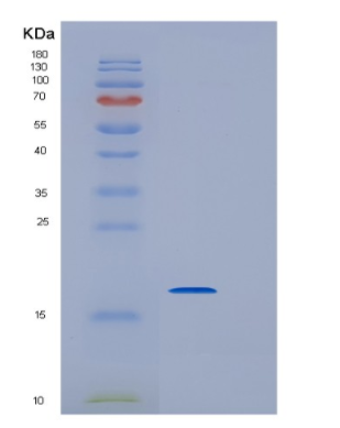 Recombinant E.coli Interferon a-2b (24-188) Human Protein