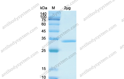 Recombinant Human CXCL1/NAP-3/GRO-alpha, N-GST