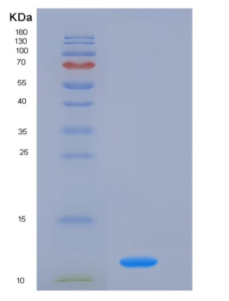 Recombinant Mouse FKBP12 / FKBP1A Protein (His tag)
