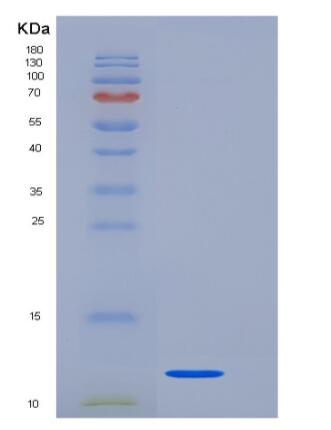Recombinant Rat TGF beta 1 Protein