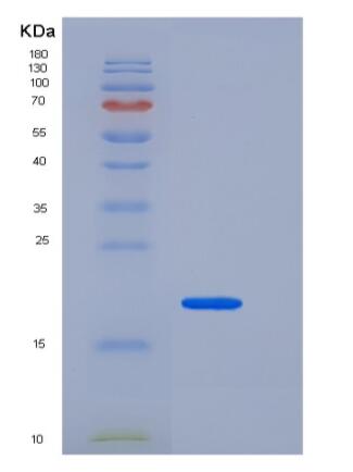 Recombinant Human / Cynomolgus VEGF / VEGFA / VEGF165 Protein
