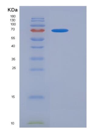 Recombinant Mouse CD3D & CD3E Heterodimer Protein