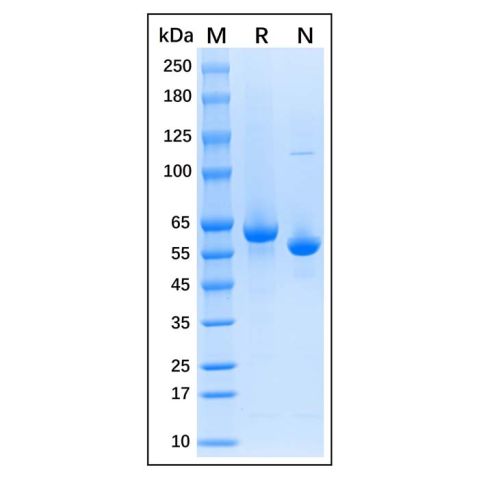 aladdin 阿拉丁 np175938 Native Guinea Pig Serum Albumin Protein ≥95% (HPLC&SDS-PAGE)