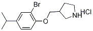 3-[(2-Bromo-4-isopropylphenoxy)methyl]pyrrolidinehydrochloride Structure