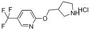 3-Pyrrolidinylmethyl 5-(trifluoromethyl)-2-pyridinyl ether hydrochloride 구조식 이미지