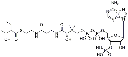 2-Ethyl-3-Hydroxybutyryl Coenzyme A 구조식 이미지