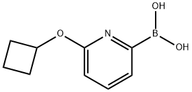 6-(사이클로부톡시)피리딘-2-보론산 구조식 이미지