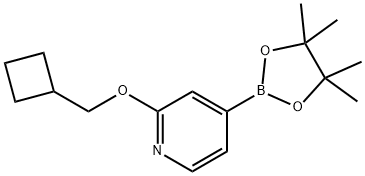 2-(cyclobutylmethoxy)-4-(4,4,5,5-tetramethyl-1,3,2-dioxaborolan-2-yl)pyridine Structure