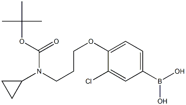 (4-(3-((tert-butoxycarbonyl)(cyclopropyl)aMino)propoxy)-3-chlorophenyl)boronic acid Structure