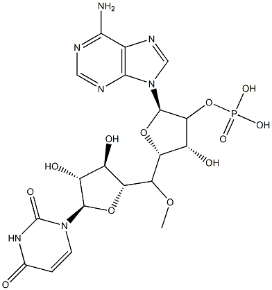 uridylyl-(2'-5')-adenosine Structure