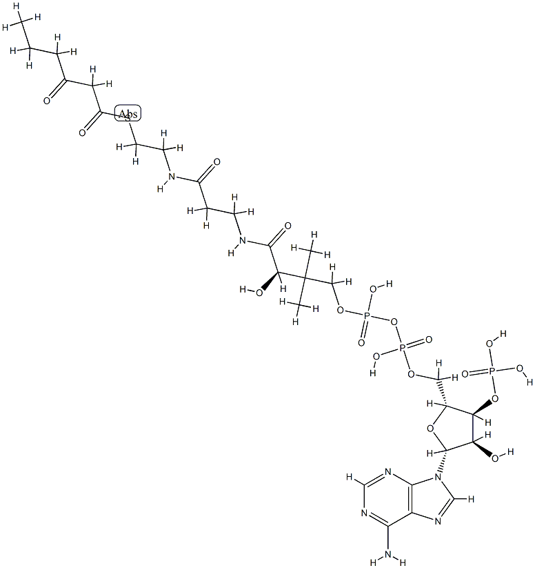 3-ketohexanoyl-coenzyme A Structure