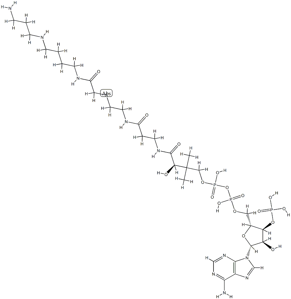 N-(2-(S-보효소A)아세틸)스페르미딘 구조식 이미지