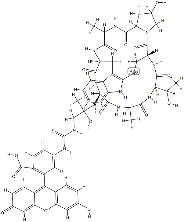 ((R)-4-Hydroxy-4-methyl-Orn(FITC)7)-Phalloidin 구조식 이미지