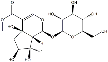 Lamiide Structure