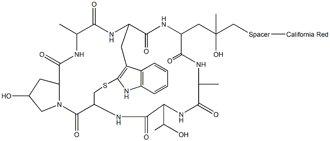 Phalloidin-California Red Conjugate Structure
