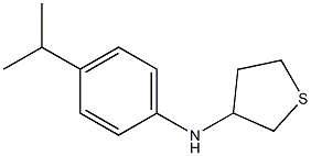 N-[4-(propan-2-yl)phenyl]thiolan-3-amine Structure