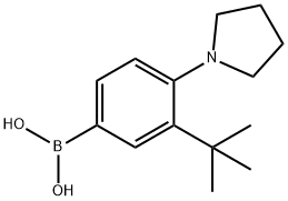 [3-tert-Butyl-4-(pyrrolidino)phenyl]boronic acid Structure
