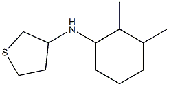 N-(2,3-dimethylcyclohexyl)thiolan-3-amine Structure