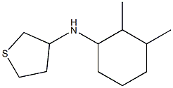 N-(2,3-dimethylcyclohexyl)thiolan-3-amine 구조식 이미지