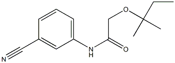 N-(3-cyanophenyl)-2-[(2-methylbutan-2-yl)oxy]acetamide 구조식 이미지