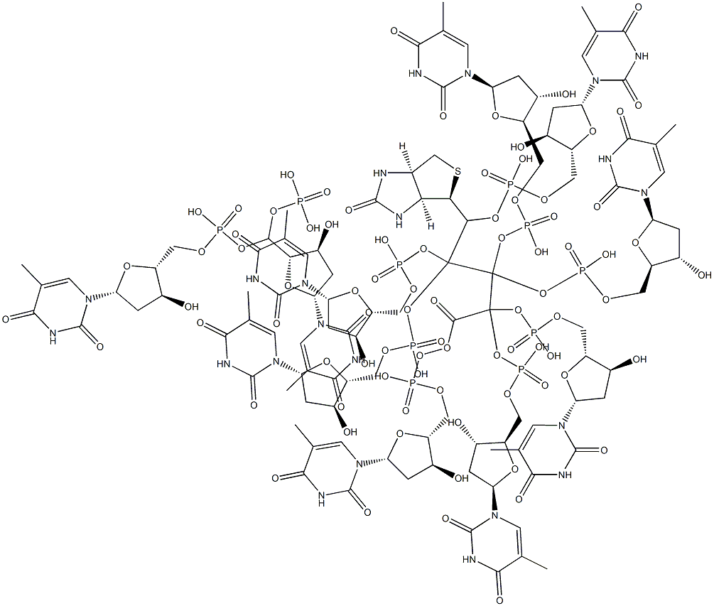 5'-biotin-decathymidylic acid Structure