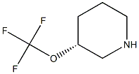 (R)-3-(trifluoromethoxy)piperidine Structure