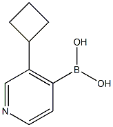 3-(Cyclobutyl)pyridine-4-boronic acid 구조식 이미지