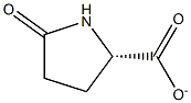 PYROGLUTAMATE Structure