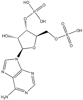 Adenosine 3'-phosphoric acid 5'-sulfuric acid 구조식 이미지