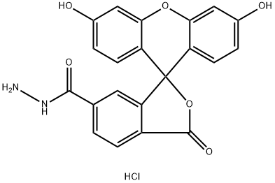 FAM hydrazide, 6-isomer Structure
