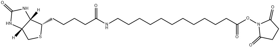 Dodecanoic acid, 12-[[5-[(3aS,4S,6aR)-hexahydro-2-oxo-1H-thieno[3,4-d]imidazol-4-yl]-1-oxopentyl]amino]-, 2,5-dioxo-1-pyrrolidinyl ester Structure