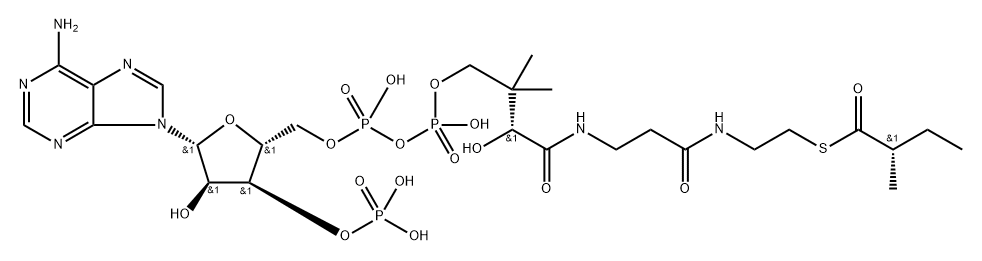 Coenzyme A, S-[(2S)-2-methylbutanoate] Structure