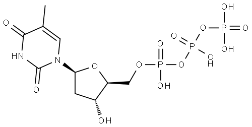 L-dTTP Structure