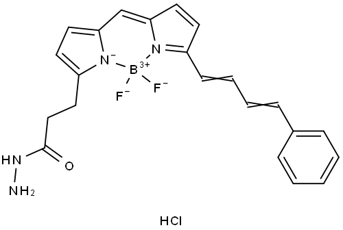 BDP 581/591 hydrazide Structure