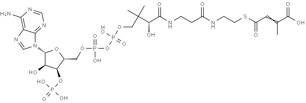 Coenzyme A, S-(1-hydrogen 2-methyl-2-butenedioate) Structure