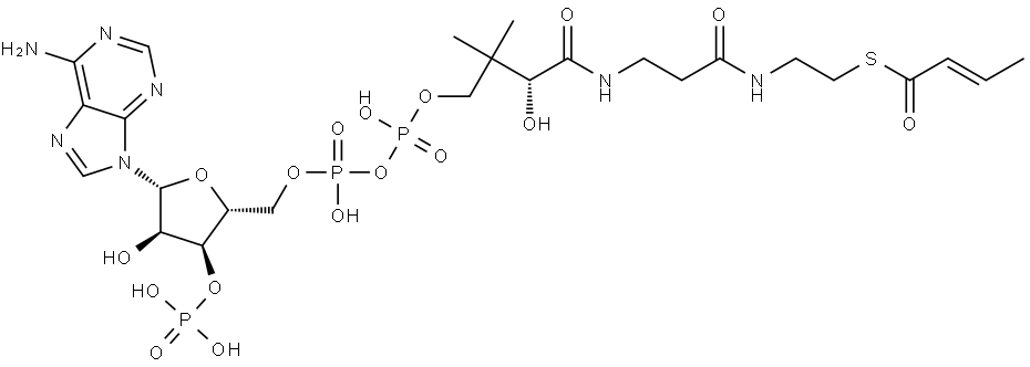 Coenzyme A, S-(2E)-2-butenoate Structure