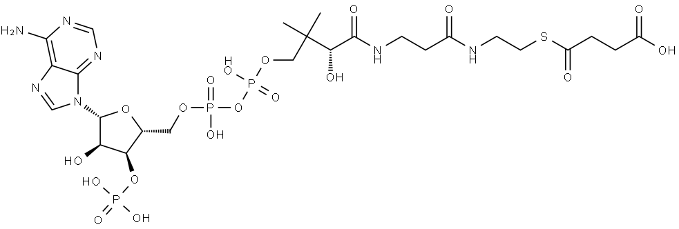 S-(hydrogen succinyl)coenzyme A  Structure