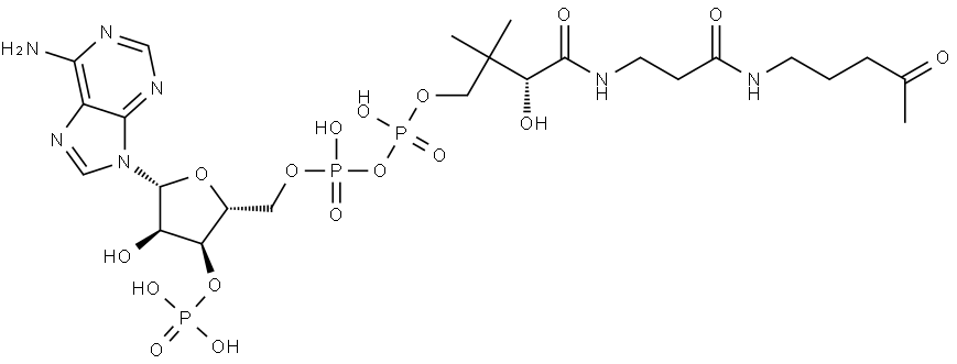 Adenosine 5'-(trihydrogen diphosphate), 3'-(dihydrogen phosphate), P'-[(3R)-3-hydroxy-2,2-dimethyl-4-oxo-4-[[3-oxo-3-[(4-oxopentyl)amino]propyl]amino]butyl] ester Structure