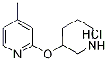 4-메틸-2-(피페리딘-3-일옥시)-피리딘염산염 구조식 이미지
