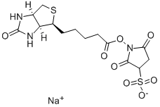 119616-38-5 Sulfo-NHS-Biotin