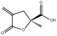 2-Furancarboxylicacid,tetrahydro-2-methyl-4-methylene-5-oxo-,(2S)-(9CI) Structure