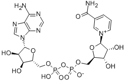 53-84-9 β-Nicotinamide adenine dinucleotide