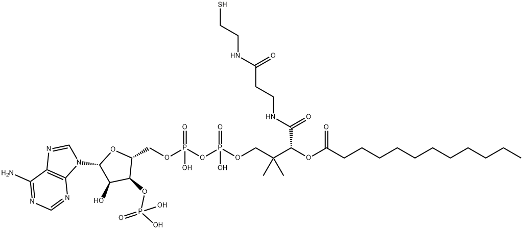 LAUROYL COENZYME A Structure