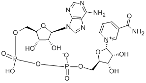 7298-93-3 α-Nicotinamide adenine dinucleotide