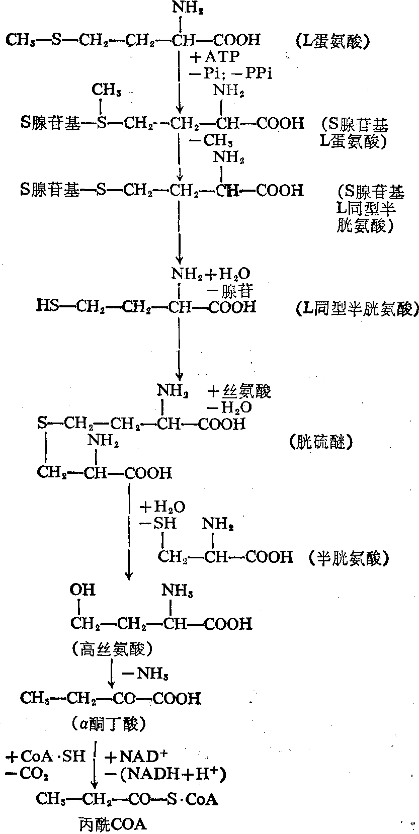 人体蛋氨酸生理代谢过程图