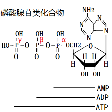 腺苷酸及其磷酸化合物