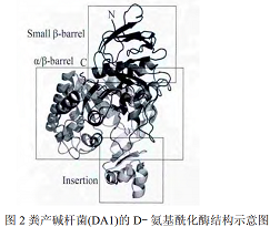 粪产碱杆菌（DA1）的D-氨基酰化酶结构示意图