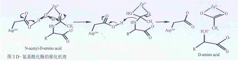 D-氨基酰化酶的催化机理