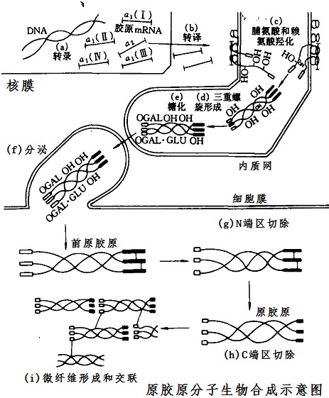 原胶原分子生物合成示意图