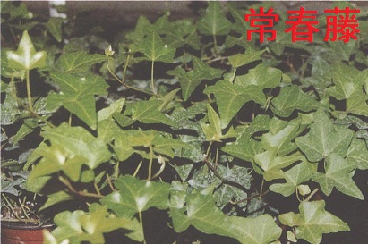 常春藤